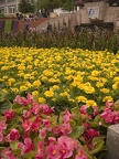 sea of flowers
