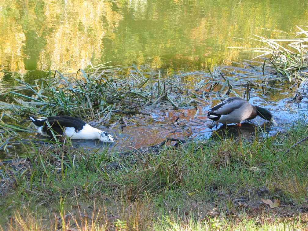 Ducks in the Pond