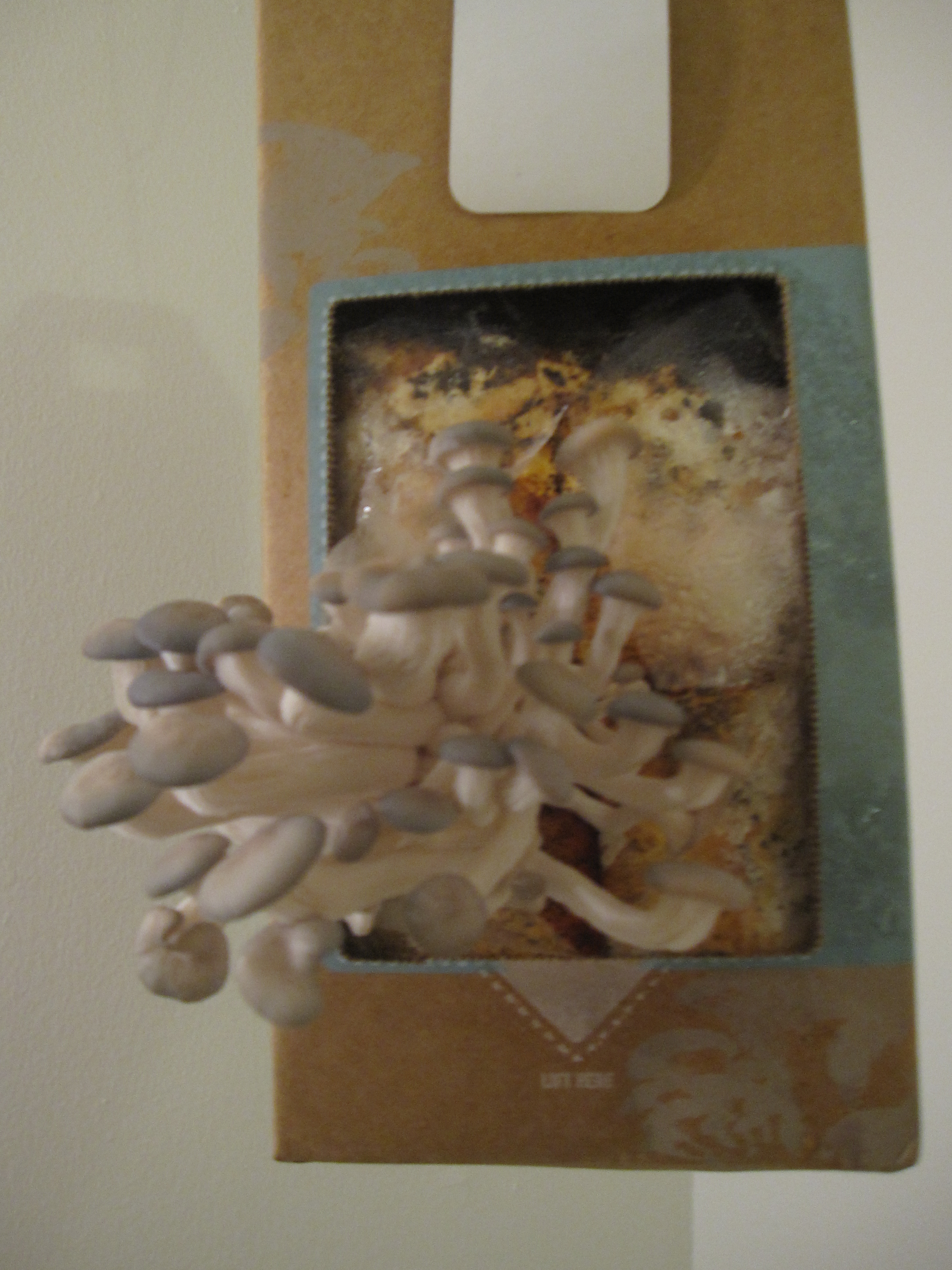 Mushrooms Day 10